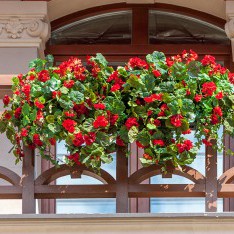 Балкончик с цветами, таунхаус в поселке Трувиль